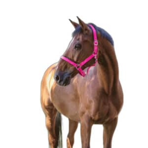 Licol pour cheval Norton Fluo