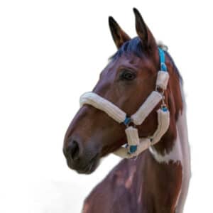 Licol pour cheval Norton Full mouton synthétique