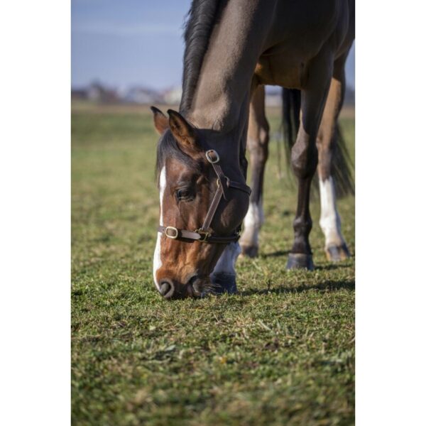 Licol pour cheval Norton Club Cuir