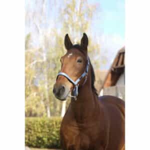 Licol pour cheval en nylon Equithème Spring