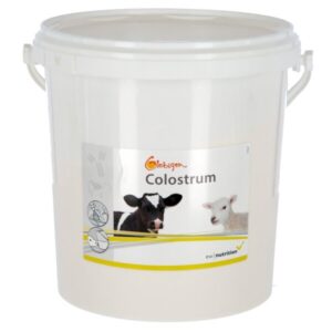 Complément alimentaire pour veau Globigen Colostrum