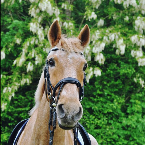 Frontal pour cheval Hekktor Theïa