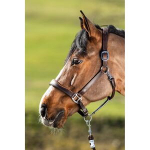 Licol en cuir pour cheval HFI Two-Tone