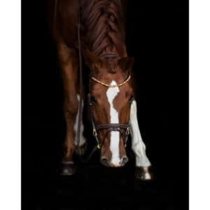 Frontal pour cheval HFI Straight + Strass