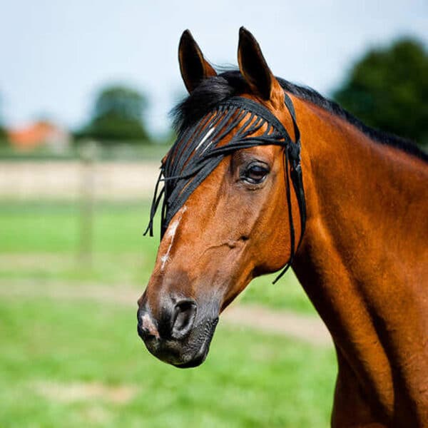 Franges anti-mouches pour cheval Horze simple