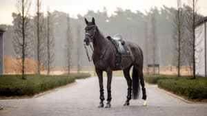 Tapis de dressage pour cheval LeMieux Puissance Suede