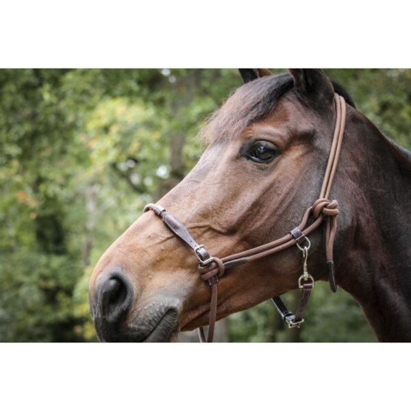 Licol en cuir pour cheval Pénélope Point Sellier