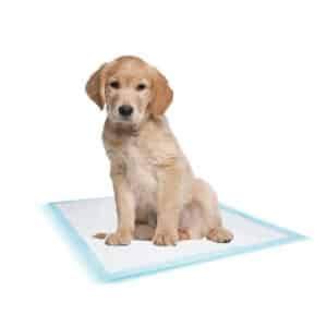 Tapis d'entraînement pour chien Nobby Pet (x10)