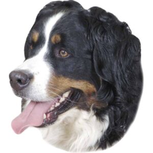 Autocollant Nobby Pet Bernese Mountain Dog