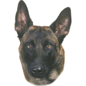 Autocollant Nobby Pet Malinois