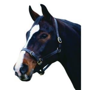 Licol pour cheval en cuir Weatherbeeta Collegiate Comfitec