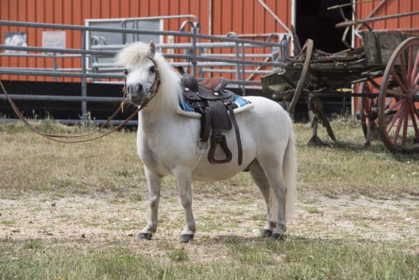 Tapis de western pour cheval matelassé Westride Navajo [Taille Shetland]